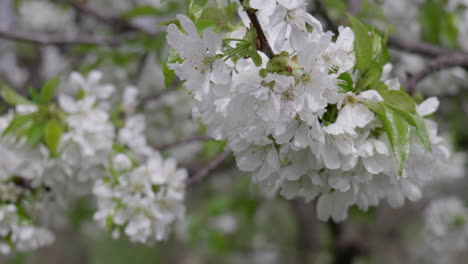 Kirschbaum-In-Blüte-Im-Wind