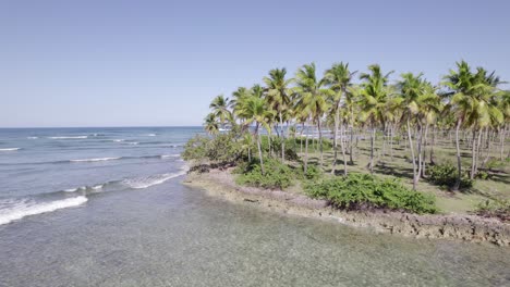 aerial orbit around palm trees sticking out on rocky coastline edge with gentle crashing waves at low tide, asserradero samana dominican republic