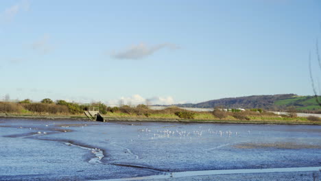 birds on mud flats during low tide