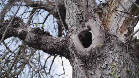 closeup still shot of a old tree trunk at the start of spring, tree has no leaves, bright sunny daylight