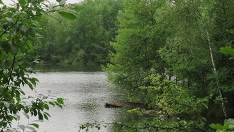 Water-of-clean-lake-rippling-near-shore-with-damaged-pier-and-green-trees-on-windy-summer-day-in-nature