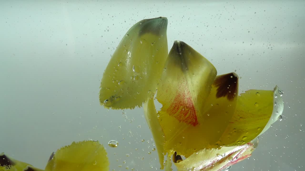 Petali di tulipani cadono nell'acqua. Sfondo. Movimento rallentato.