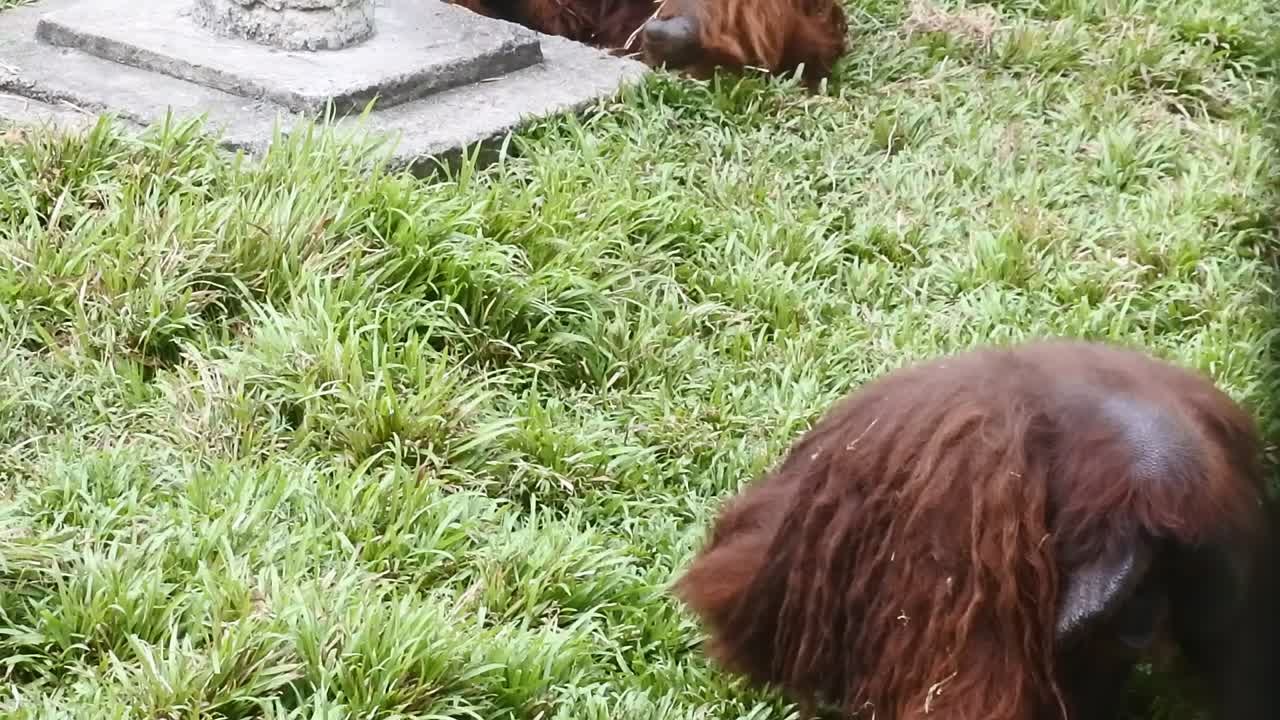 동물원의 영장류 생활