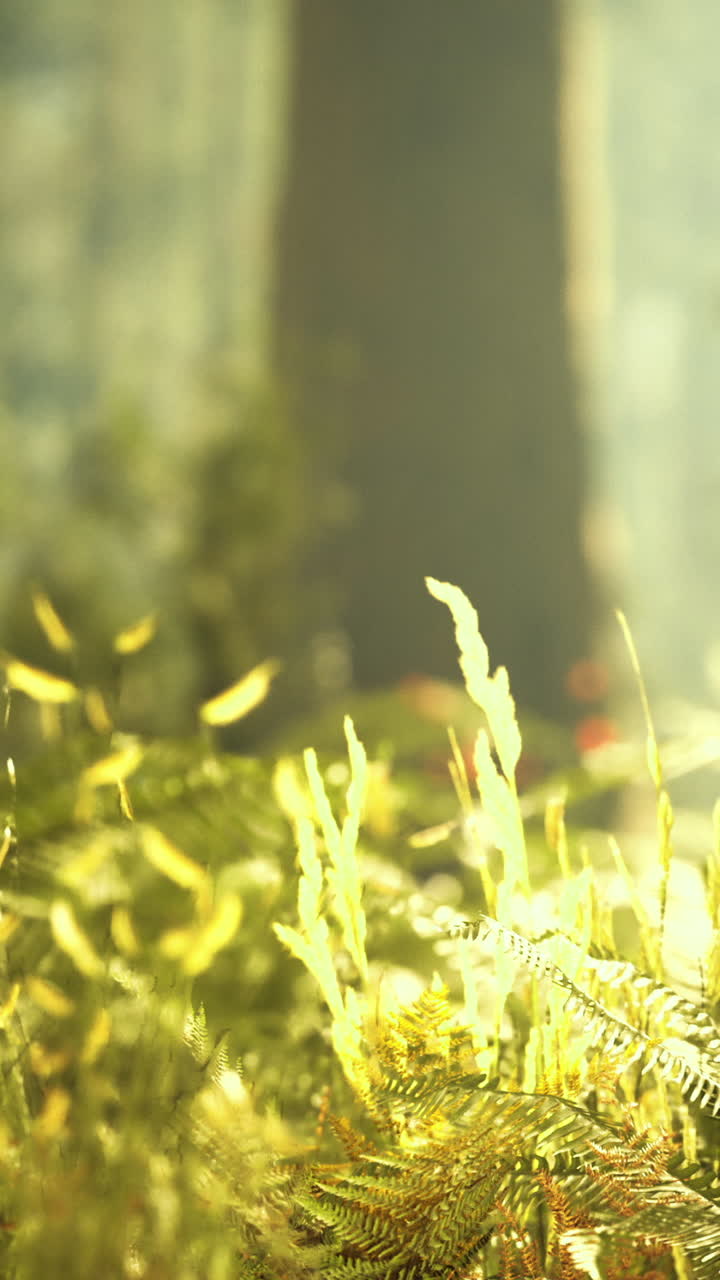Beautiful sunlight filtering through ferns in a tranquil forest setting