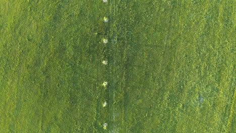 overhead dolly aerial 4k shot of a line of tree saplings in a bright green field in dolní morava, czech republic with a growth of bushes on the right side