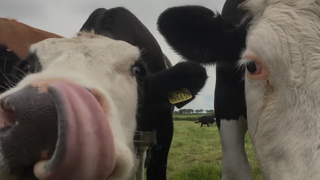 close up of hungry cows being curious, slow motion