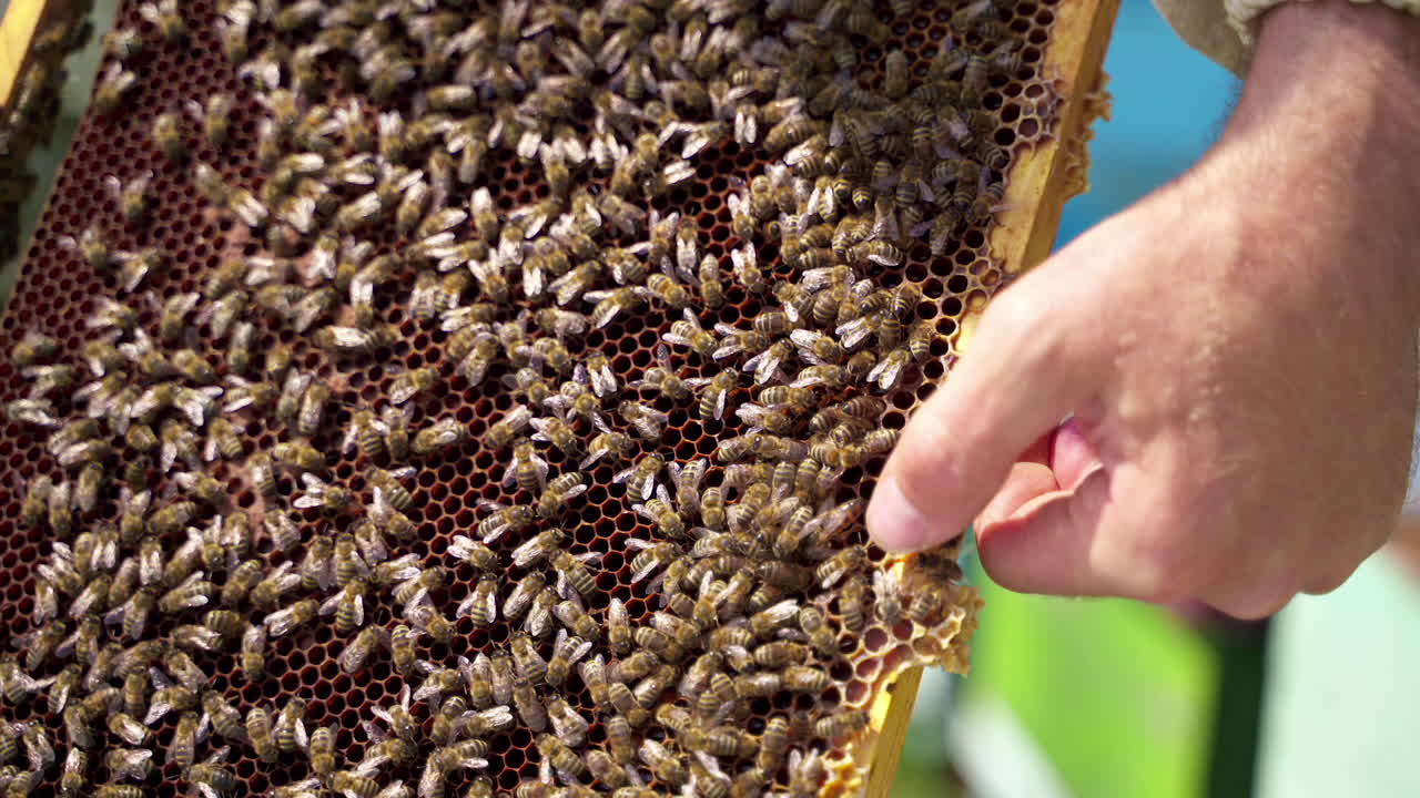 Honeycomb with busy bees. Bare hand hold frame with bees making honey. Summer insects doing pure healthy product. Close-up.
