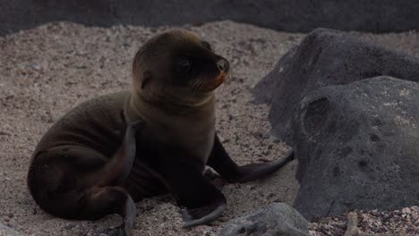 a baby sea lion pup scratches an itch on an island in the galapagos