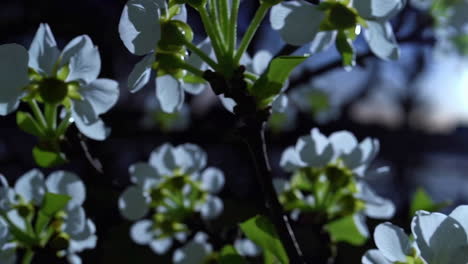 beautiful white blossoms in spring