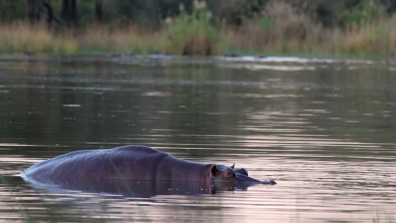 un gran hipopótamo se sumerge en un río sudafricano al atardecer