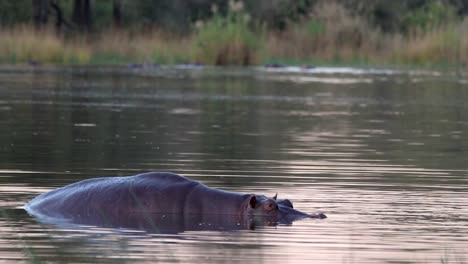 a large hippo soaks in a south african river at dusk