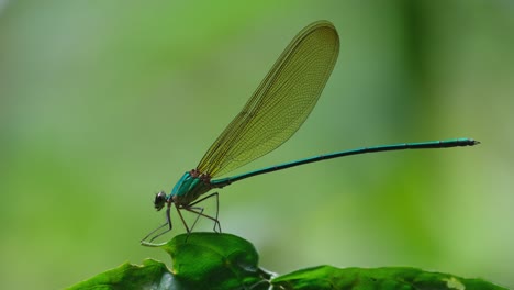 captura cercana de esta gloria del bosque de alas claras y luego vuela hacia la izquierda, vestalis gracilis, tailandia