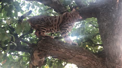 a bengal cat free in a tree-3