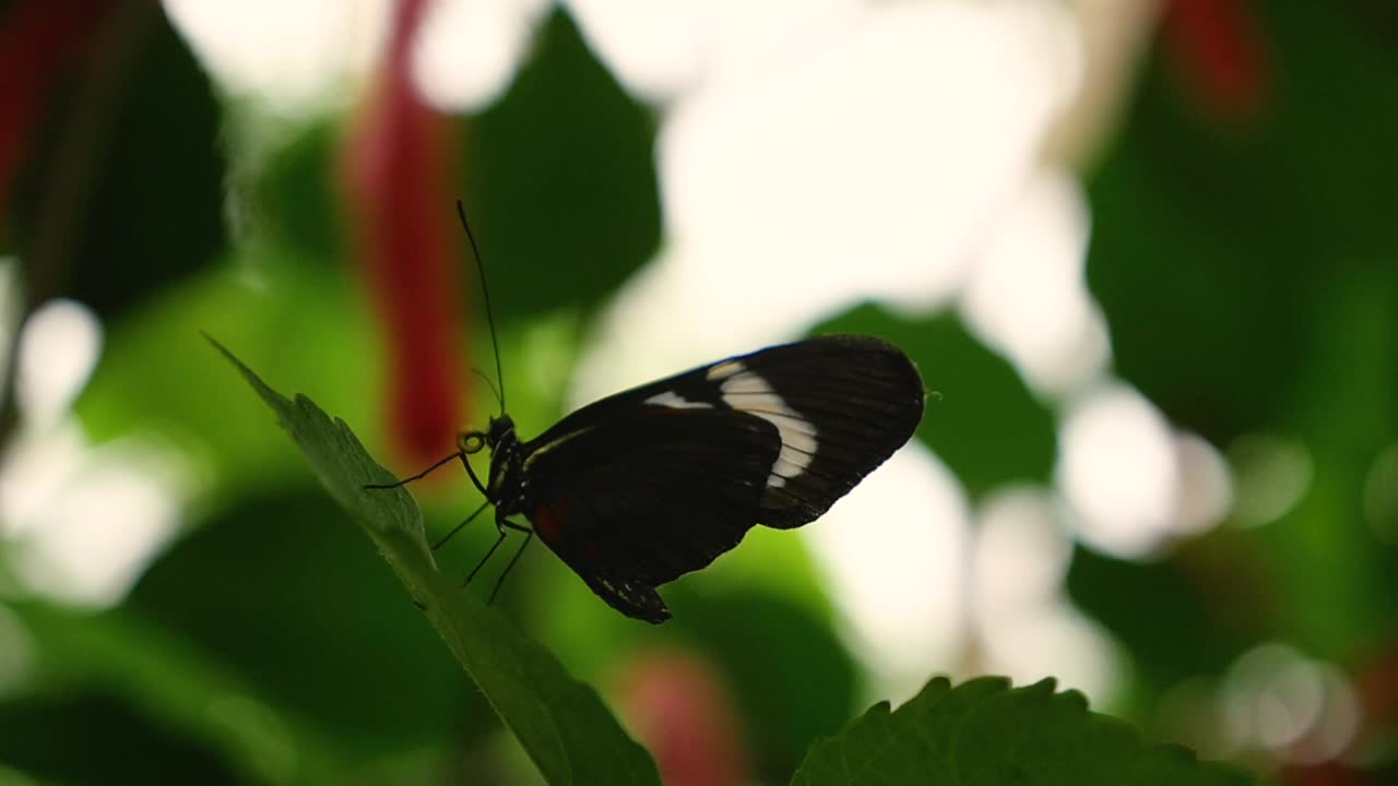 A butterfly sitting on a leaf and then flying away in slow motion