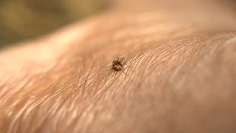 los mosquitos se sientan en la piel y se alimentan de sangre.