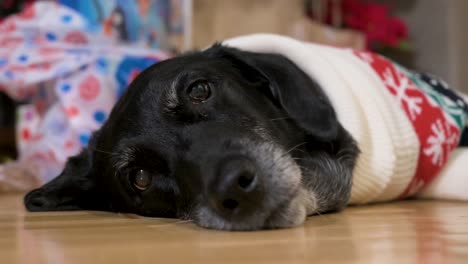 a narrow-focus view of a black senior labrador dog wearing a christmas-themed sweater as it lies on the ground next to a decorated christmas gifts