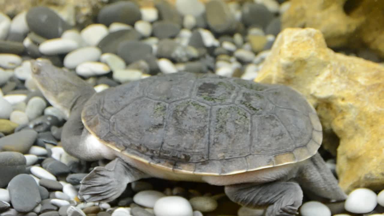 Turtle