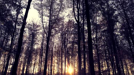 slow tilt up shot showing silhouette of leafless trees in forest and sunset in the background