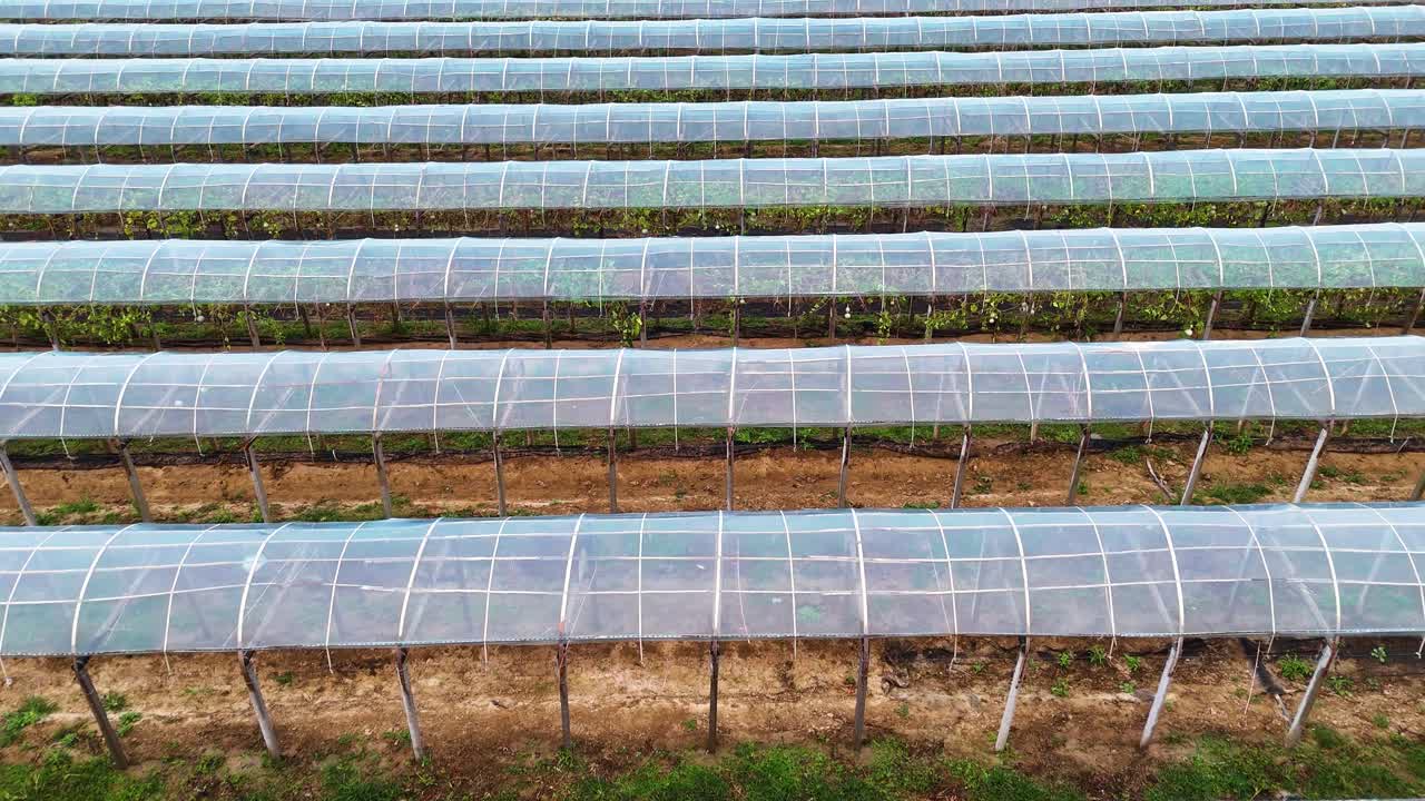 Pumpkin gourd production drying on a farm in the outskirts of Liaocheng, China.