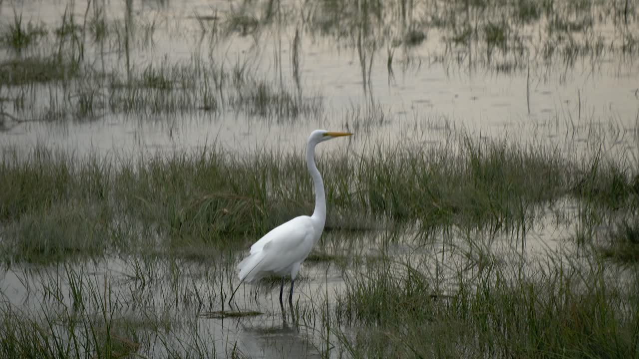 비가 내리는 습지에 서 있는 백두루미의 프로필 사진