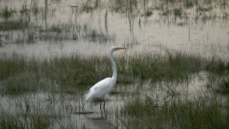 Una-Toma-De-Perfil-De-Una-Grulla-Blanca-Tal-Como-Se-Encuentra-En-Un-Pantano-Bajo-Una-Lluvia-Ligera