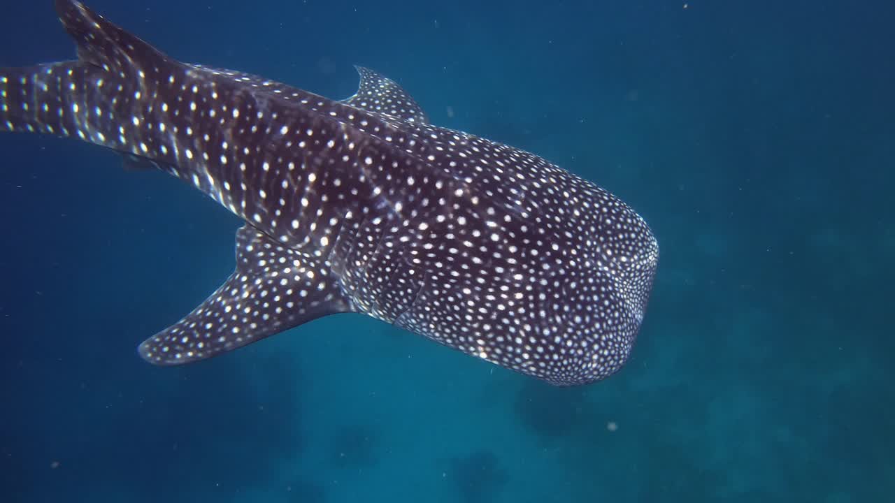 un tiburón ballena en agua azul clara capturado desde arriba