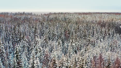 Aerial-passage-over-a-thick,-snowy-evergreen-forest-during-winter