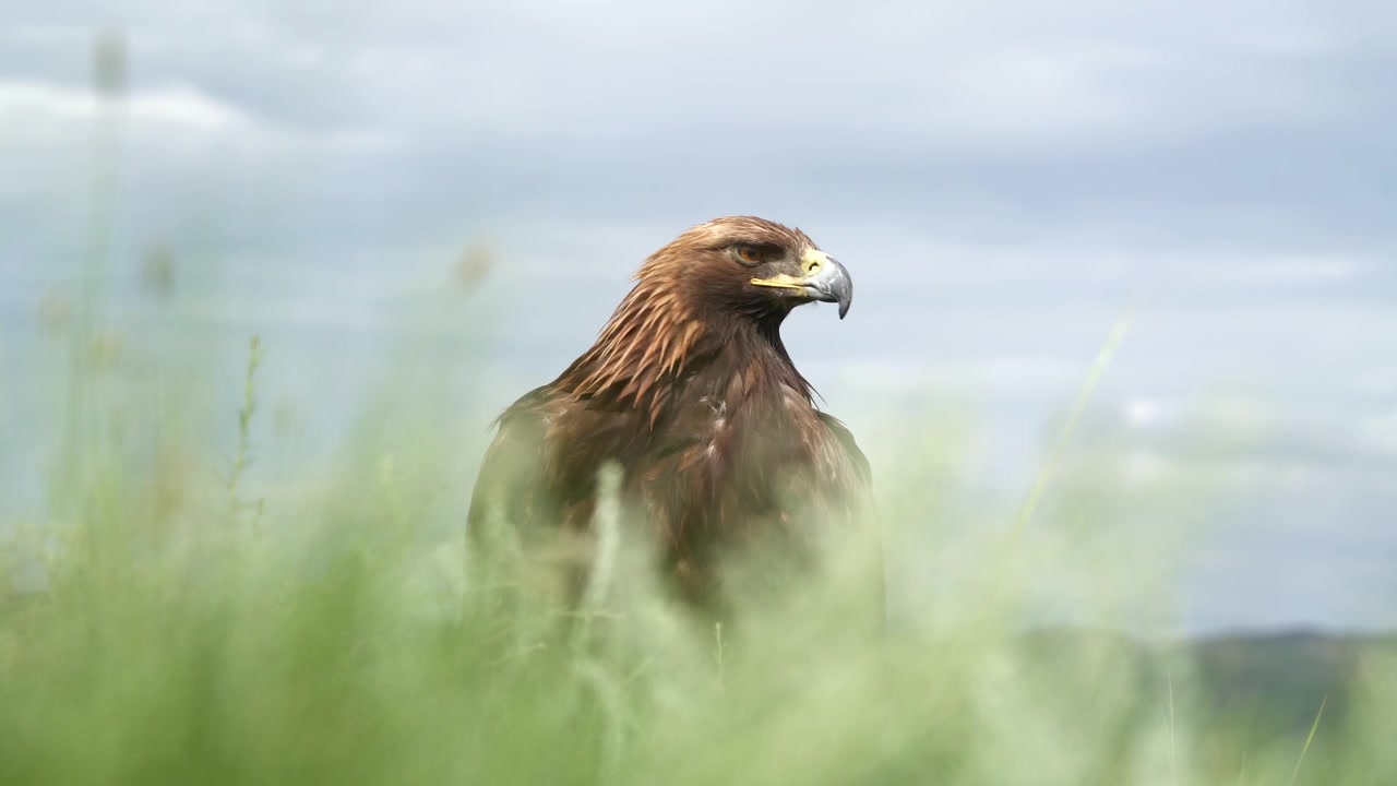 Golden Eagle Perched in Tall Grass