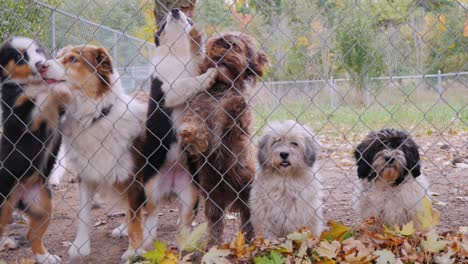 many different breeds of dogs behind the fence or kennel animal shelter