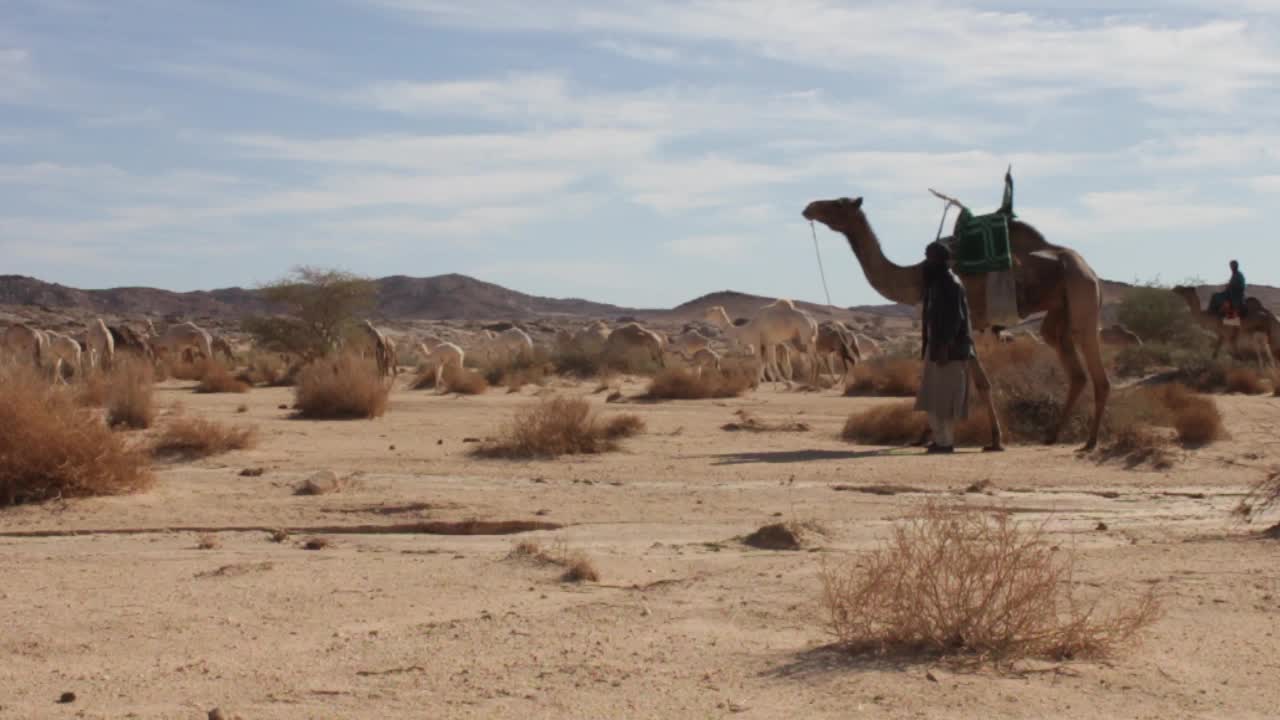 알제리의 사하라