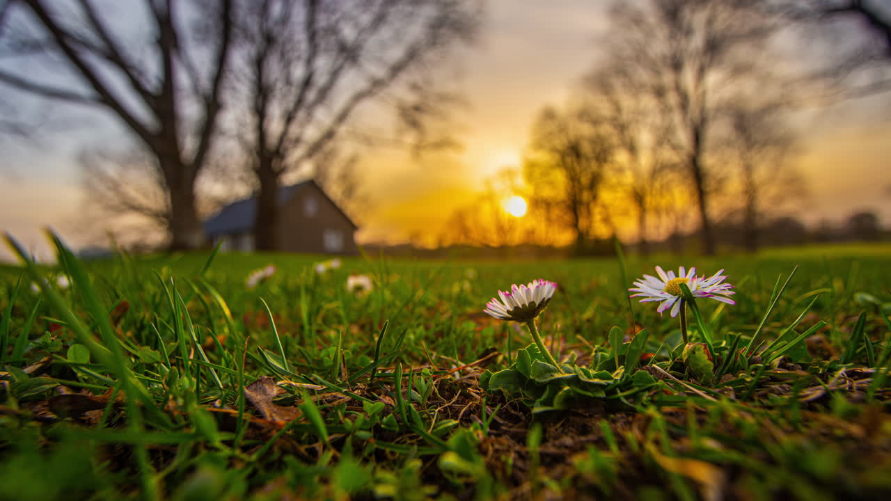 Daisy flowers rise in rural farm field and close to bulb as sun sets at blue hour dusk, time lapse