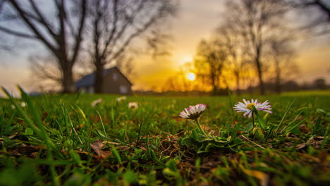 daisy flowers rise in rural farm field and close to bulb as sun sets at blue hour dusk, time lapse