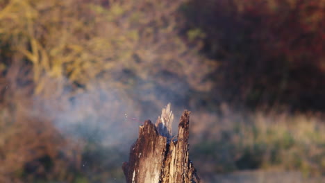 Beer-bottle-explodes-and-breaks-into-a-thousand-pieces,-Slow-motion-shot-in-nature-exterior