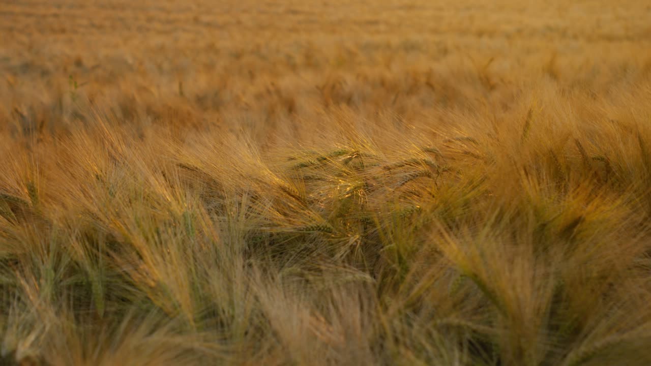 Close up of a wheat field at sunset