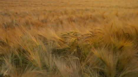 Close-up-of-a-wheat-field-at-sunset