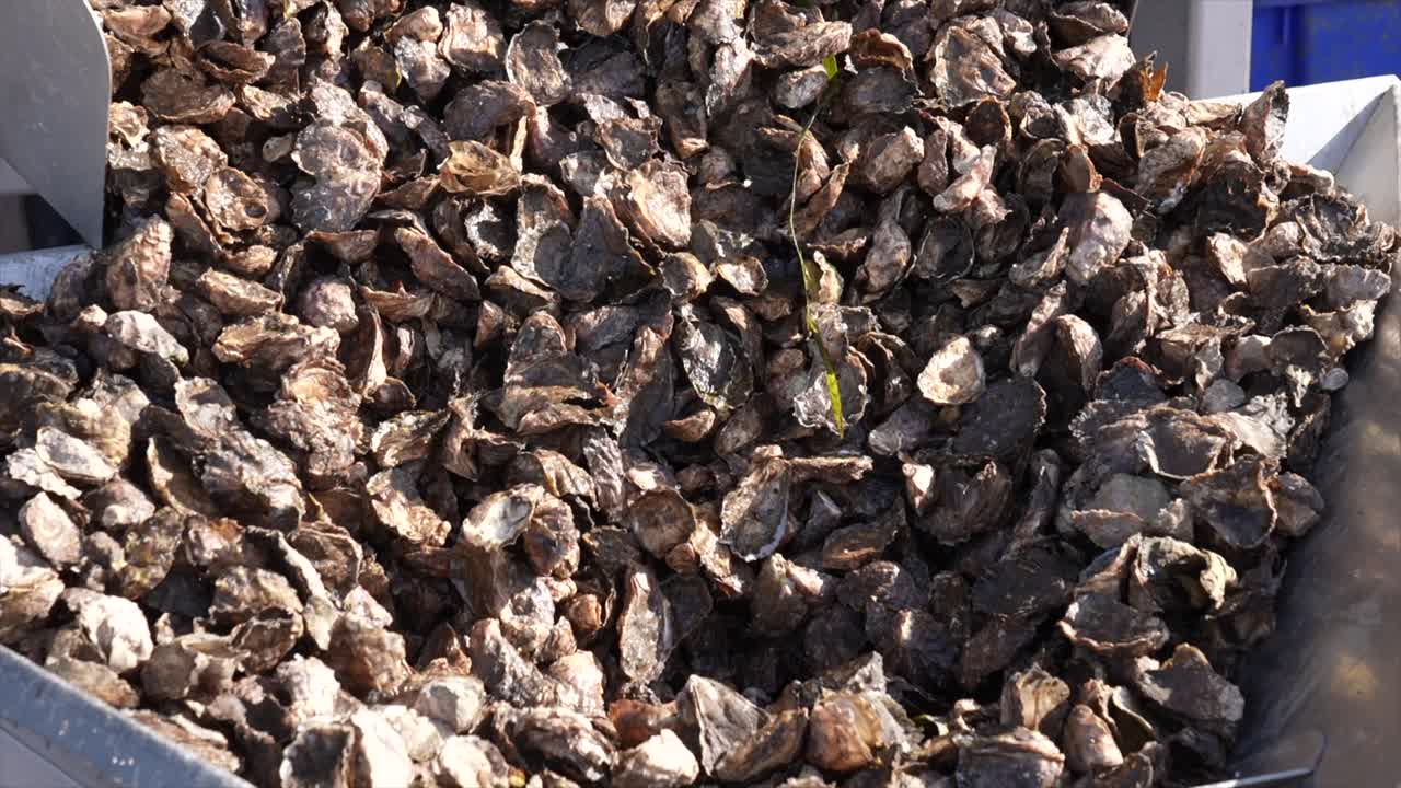 Close up of Sydney rock oysters waiting to be sorted on a commercial farm, New South Wales, Australia