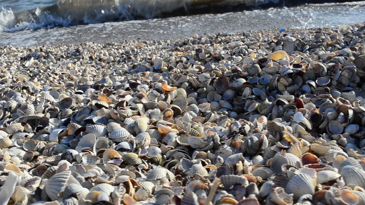 Spiaggia marina e conchiglie. Conchiglie e mare