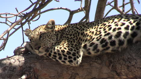 cerca de leopardo descansando sobre la rama de un árbol, todavía en alerta