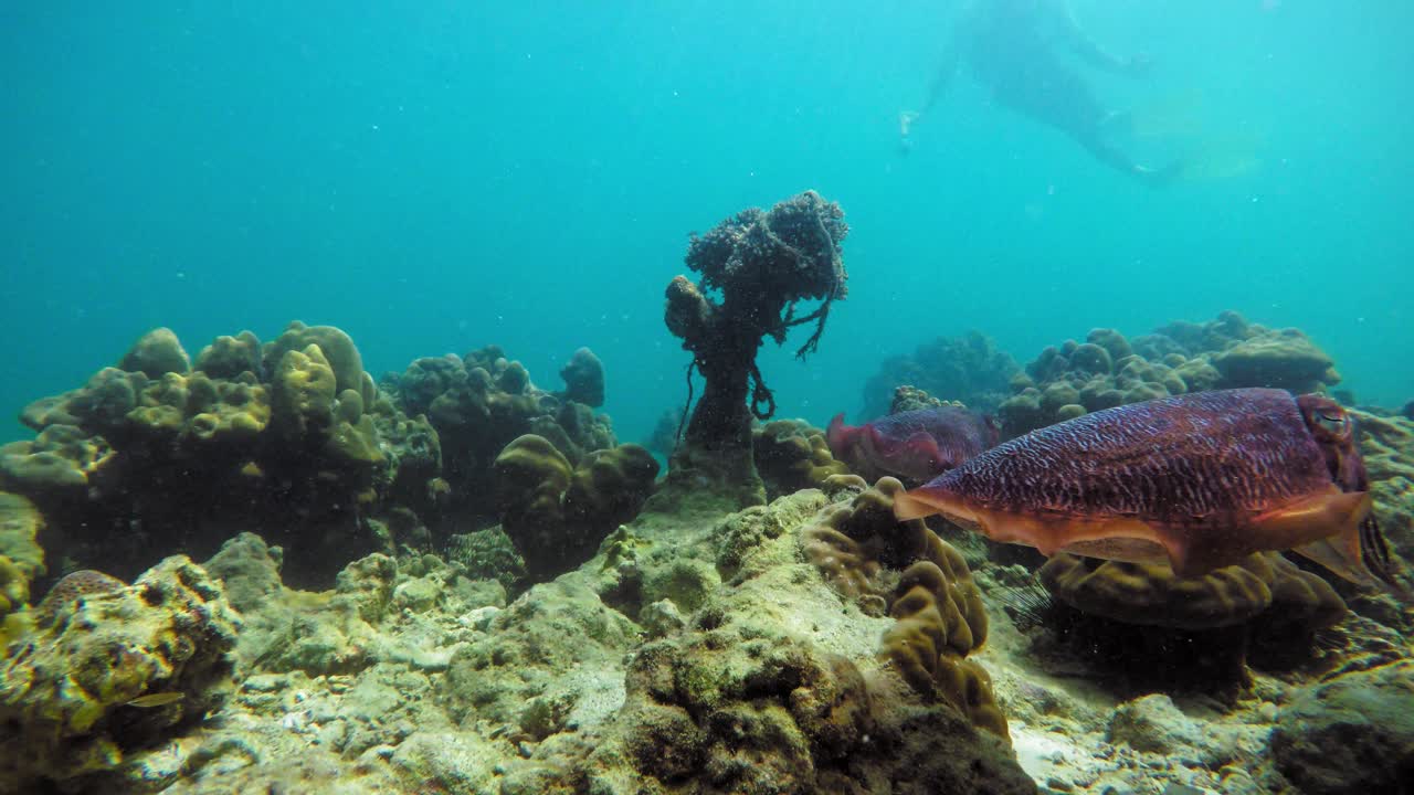 un buzo libre filma un par de sepias flotando en aguas cristalinas sobre el fondo del mar de andaman