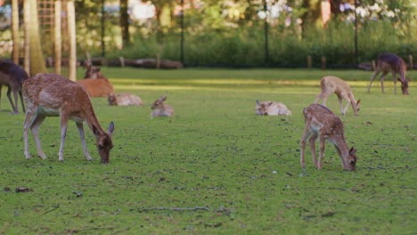 Ciervos-Y-Animales-Bamby-Pastando-En-El-Entorno-Natural-Del-Parque-Comiendo-Pasto,-Plantas-Y-Hierbas.