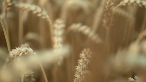 Makro-Dolly-rechte-Ansicht-Mit-Zähnchen-Aus-Gelbem-Reifem-Weizen-Auf-Goldenem-Feld