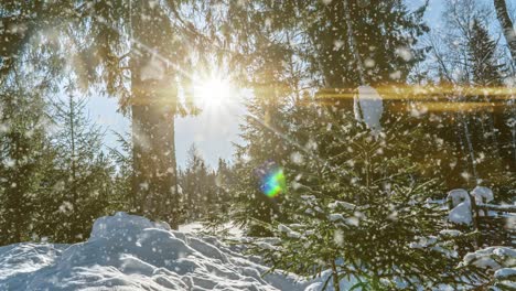 snowy forest. top down view in a snowy winter forest, natural landscape, frozen forests, beautiful winter sunny landscape