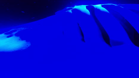 Riesige-Mantarochen-Schwimmen-Nachts-Unter-Blauem-Licht-Im-Ozean