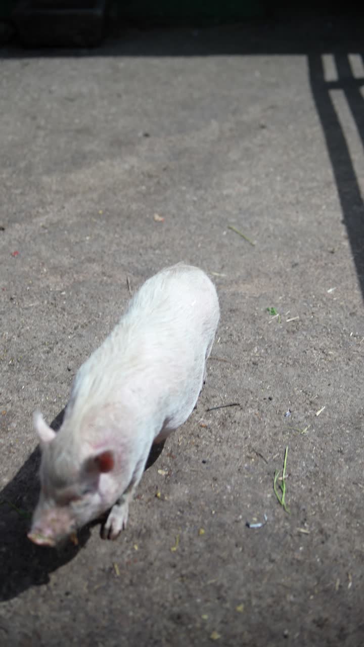 야외에 있는 돼지