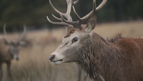 red deer stag walking follow close up slow motion