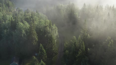 La-Niebla-Matutina-Se-Arrastra-Por-El-Bosque-De-Pinos,-Revelando-Un-Camino-Asfaltado-Y-Una-Casa-Escondida-En-Los-árboles