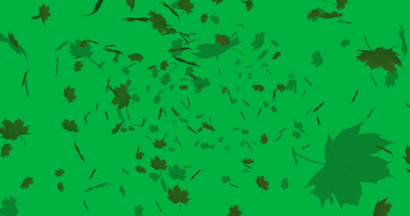 Foglie d'acero fluttuanti che si muovono su uno sfondo trasparente, arricchendo la grafica di design autunnale.