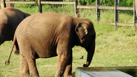 baby elephant's funny walking in the zoo