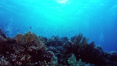Korallenfischschwarm,-Der-An-Den-Korallen-Vorbeischwimmt