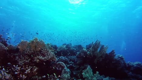 Shoal-of-coral-little-fish-swimming-by-the-corals